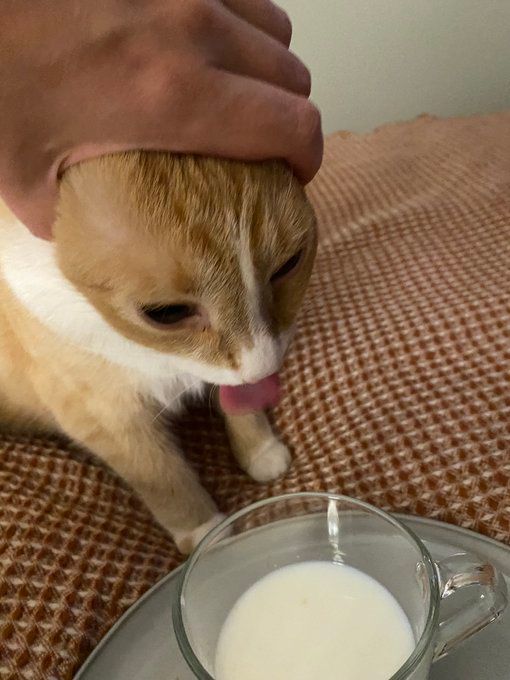 Cats with their heads held back tweet media