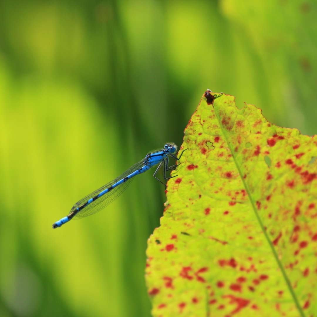 KnowsleySafari's tweet photo. 🌿 Milestones this #WildlifeWednesday

As we welcome 2025, let’s take a moment to celebrate 2024! We’re proud to share that we conducted 46 native species surveys, covering bats, birds, amphibians &amp; more 🦇🪲.

This wouldn’t have been possible our expert volunteers 💚 https://t.co/IgS2OHlLh6