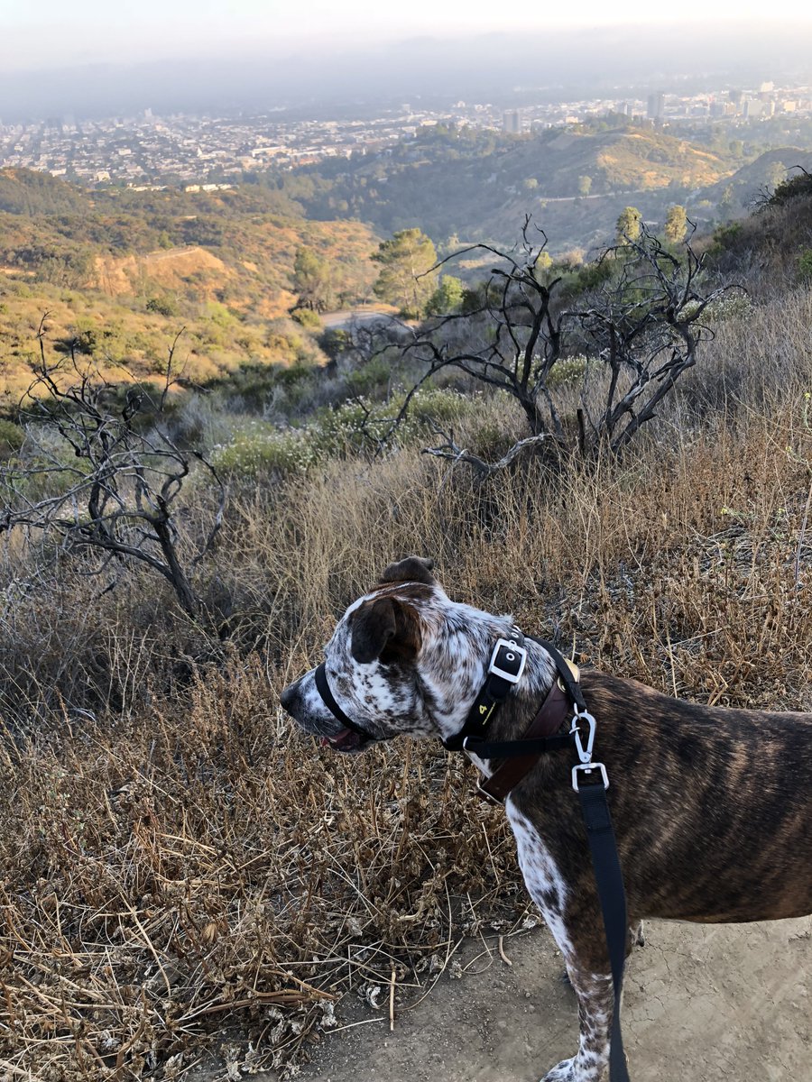 CannyCompany's tweet image. 🎉 New Year, New Walks! 🐾
Make 2025 the year of stress-free dog walks. With a Canny Collar and lead, you can enjoy more smiles and less pulling.

Start your year on the right paw!🐕
👉 loom.ly/2XuewCg

#DogTrainingTips #LooseLeadWalking #DogWalkingGear #TrainingMadeEasy