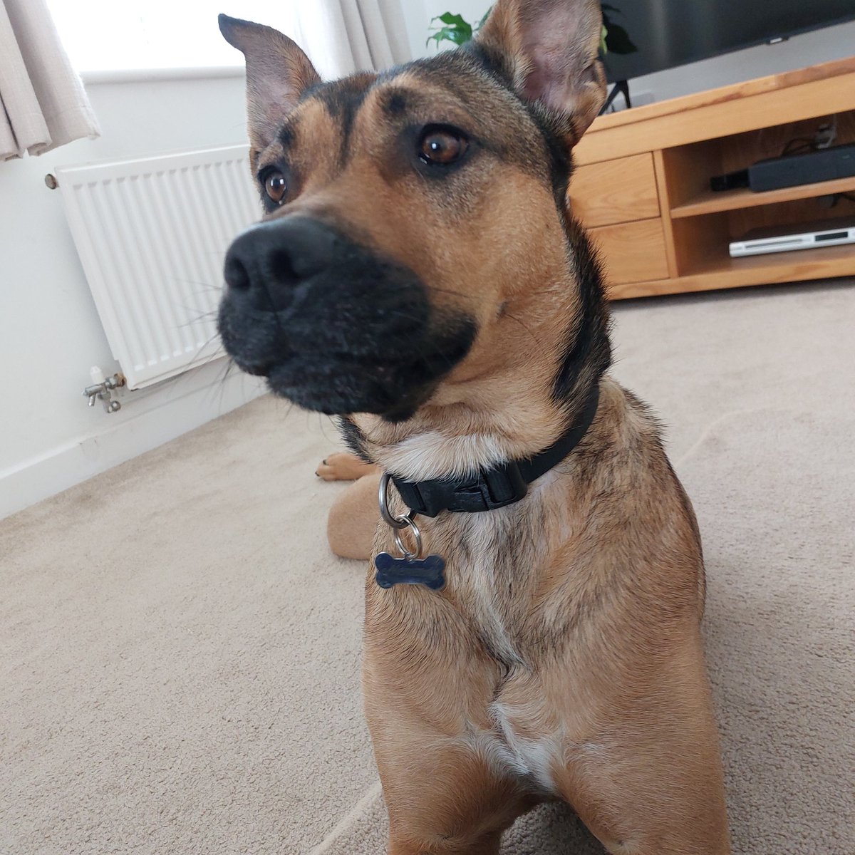 Imac65's tweet image. My beautiful girl 🐕❤️