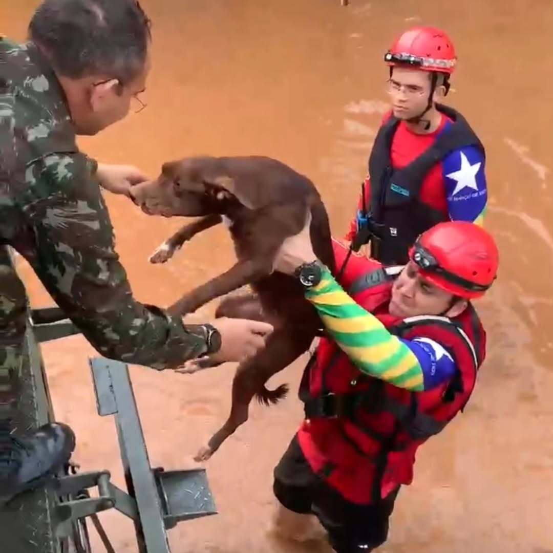 exercitooficial's tweet photo. 🔰🤝 Tropas do Exército resgataram vítimas de alagamentos causados pelas fortes chuvas ocorridas desde 13 de janeiro em Picos (PI), atuando de forma integrada com Bombeiros Militares e Defesa Civil.

#BraçoForte 
#MãoAmiga 
#OperaçãoGuaribas
 #EBsemprePronto https://t.co/WOowqcZKOq