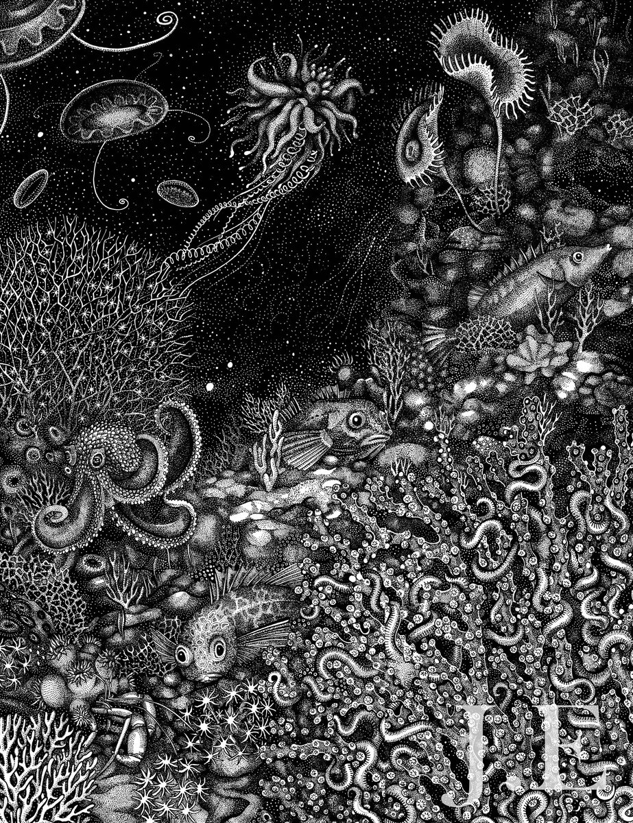 Finally finished this 50 x 56 cm drawing of some #deepsea discoveries from the Nazca and Salas y Gómez Ridges by the #falkortoo. 
.
Original and prints available: etsy.com/shop/Roughforr…
.
#marinebiology #fishart #sciart #scicomm #scientificillustration #haeckel #conservation