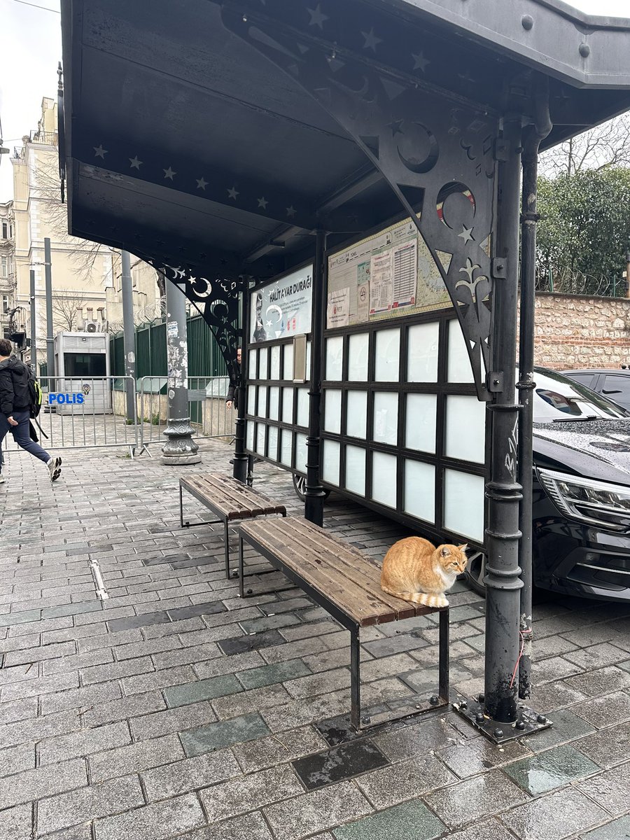 Animals in Türkiye roam so freely - it’s melting my heart 🥺