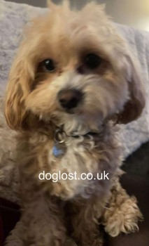 millypod1's tweet photo. HOLLY HOME SAFE. THANKS FOR RT's πππΎ
π12 JAN 2025 #Lost HOLLY #ScanMe #Tagged
YOUNG Blonde Poodle Cross Female
While walking with relatives
last seen on Bury Road near the pylon heading towards The Winston Churchill #Rochdale #GreaterManchester #OL11
https://t.co/HyVHvHv96R https://t.co/dSVXCLPTTZ