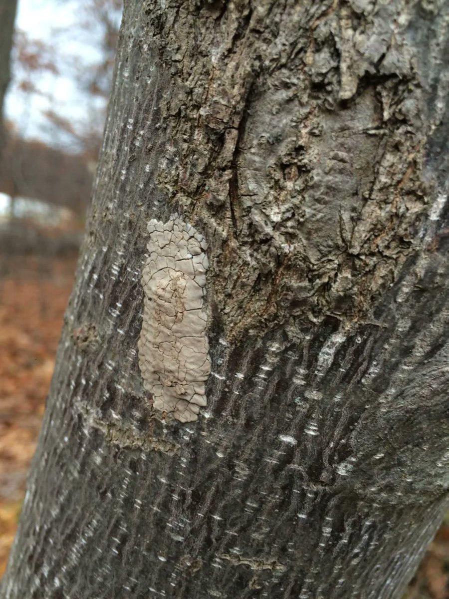 Did you know that winter is the best time to spot signs of invasive species like spotted lanternflies? Egg masses can look like lichen or dried mud on trees, recreational vehicles, or structures. If you think you've spotted an infestation, report it to your state forestry agency!