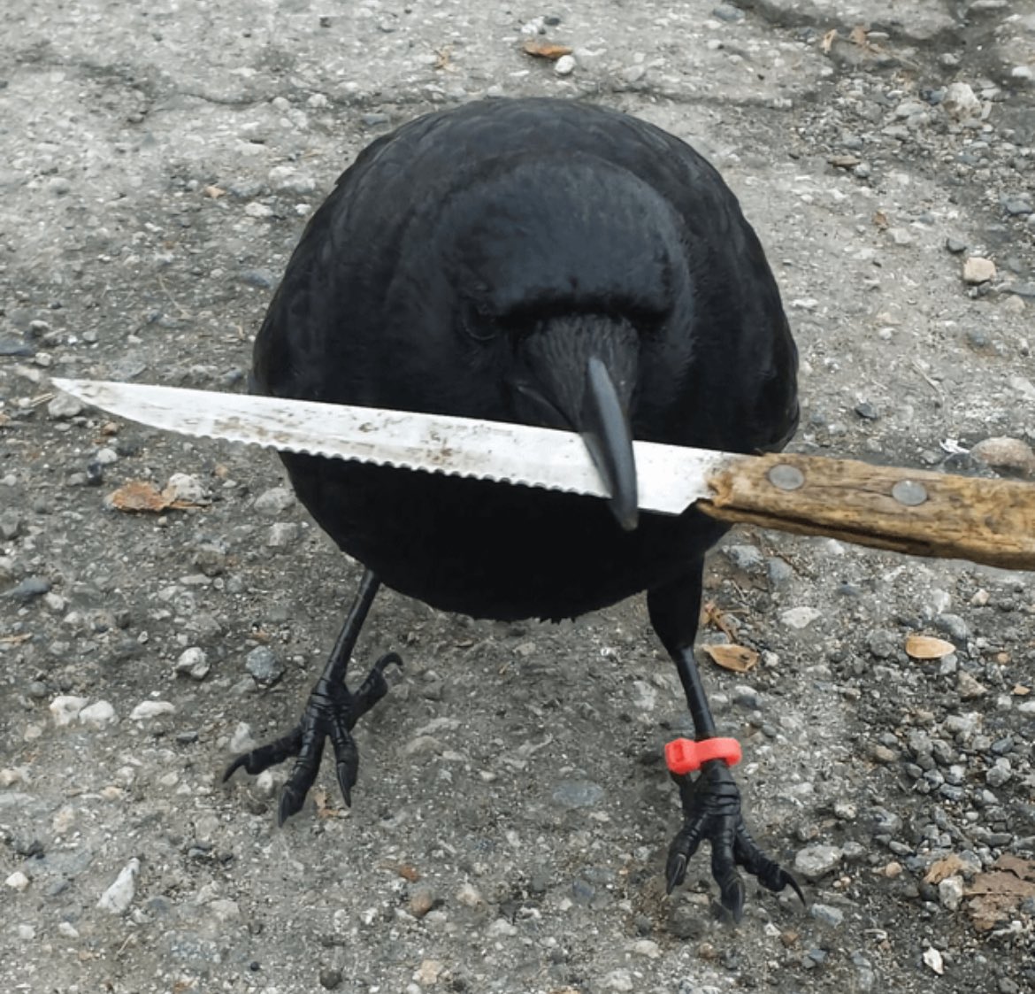 BrSing1's tweet photo. Crow with knife https://t.co/x2syKIhKLh