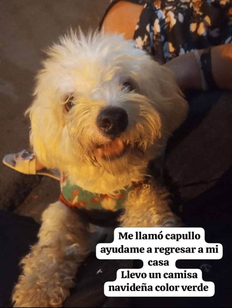 AlertaMePerdi's tweet photo. #PERDIDO #GUAYAQUIL
Nombre: #CAPULLO
Fecha: 12/01/25
Sector: Sur, Guasmo Sur, Coop. Unión de Bananeros 
Sexo: Macho
Raza: French
Obsv.: Ojos manchados como vitiligo,  hernia y una manchita en la nariz, camiseta navideña color verde
Contacto: 0994510462
#AlertaMePerdí https://t.co/AQorDvE6CQ