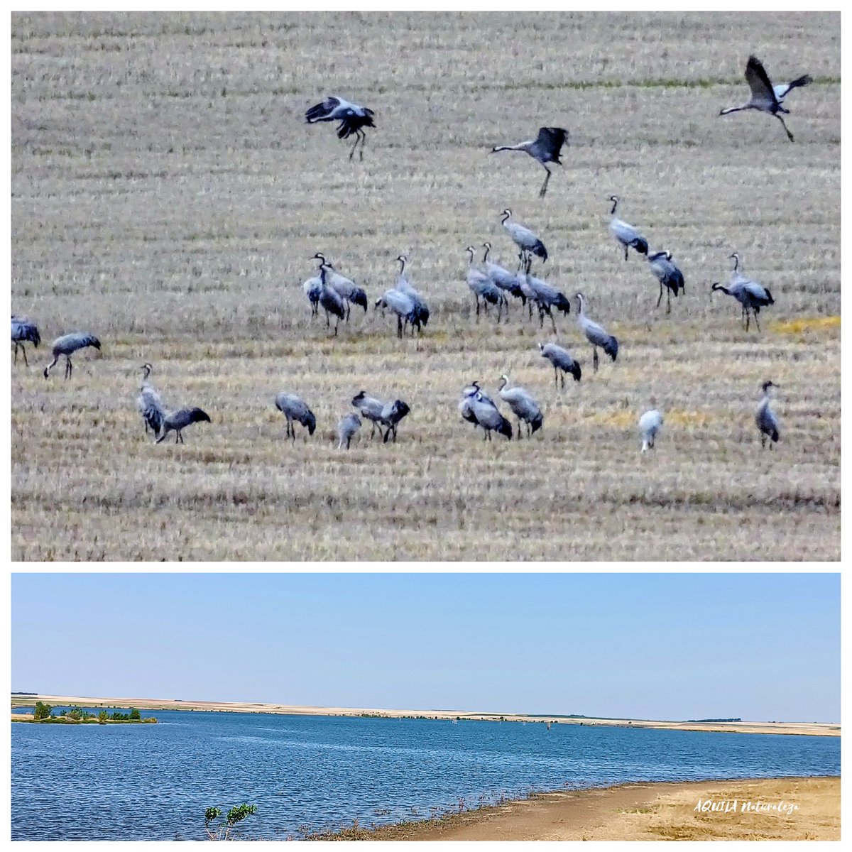 ¿Os gustaría disfrutar del escandaloso y fascinante espectáculo de las grullas? ¿Y celebrar un día importante en la naturaleza cómo el Día Mundial de los Humedales?

Estad muy atentos 👀, porque mañana publicaremos una nueva actividad.

¿Nos vemos?

#Grullas