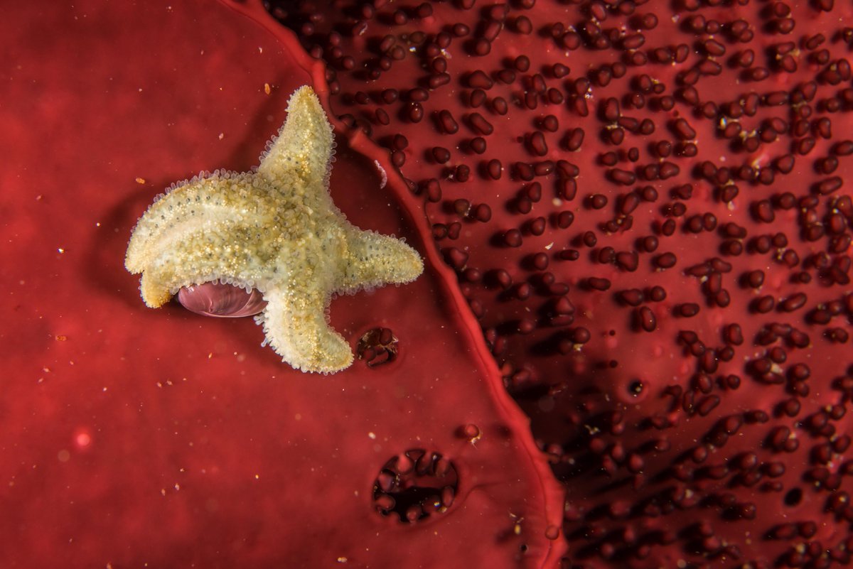 Starfish eating a mussel growing on red algae near Cape Horn, Chile.