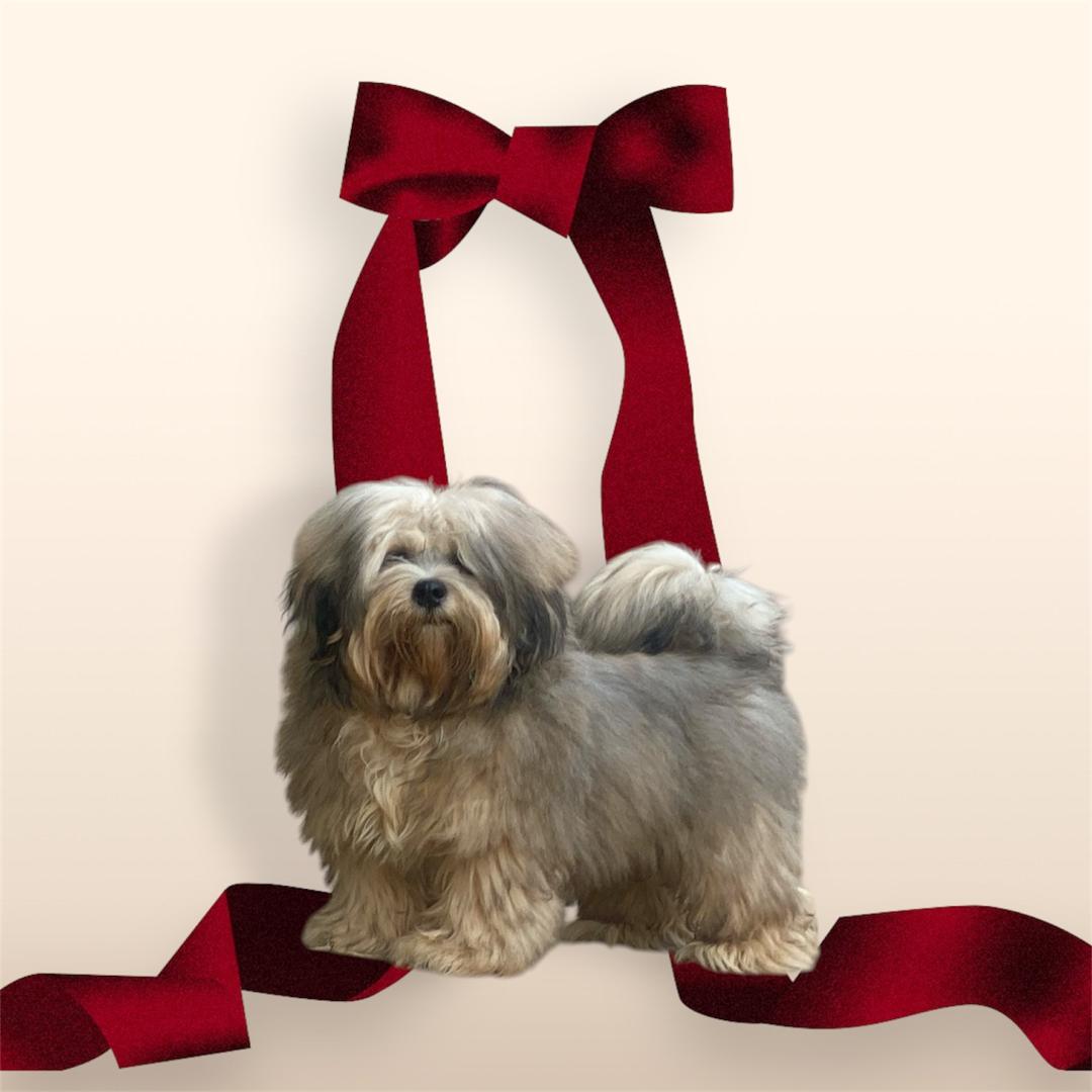 #lhasaapso
For the love of the breed
Benzema ❤️