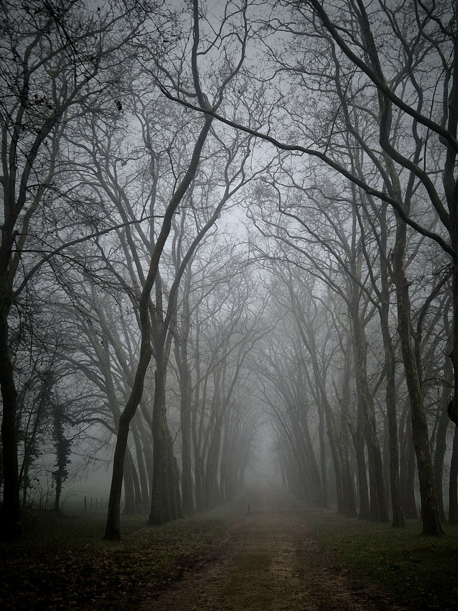 Aujourd'hui l'hiver s'est chargé de la gravure. 
Peut-être une fée ou un elfe passera entre les arbres.
Pour ce qui est des ogres, la société s'en charge.