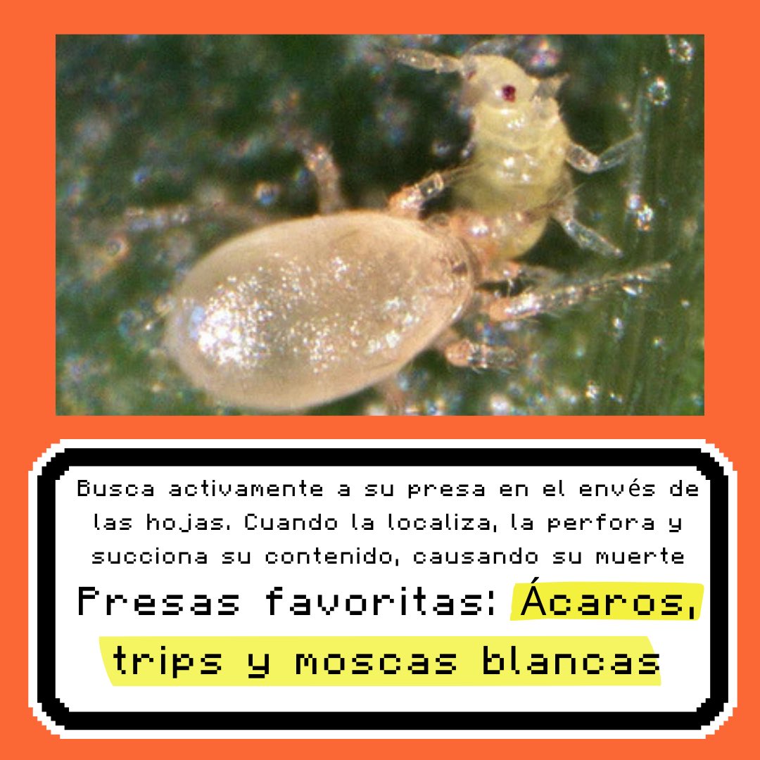 ToniElBioleg's tweet photo. Amblyseius swirskii 🌱

Cómo reconocerlo, daños, curiosidades, y mucho más 

Sígueme para descubrir más pokemon

#controlbiologico #faunaauxiliar #swirskii #fitoseidos https://t.co/6yKTtEOwrH