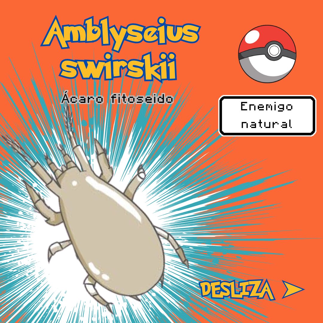 ToniElBioleg's tweet photo. Amblyseius swirskii 🌱

Cómo reconocerlo, daños, curiosidades, y mucho más 

Sígueme para descubrir más pokemon

#controlbiologico #faunaauxiliar #swirskii #fitoseidos https://t.co/6yKTtEOwrH