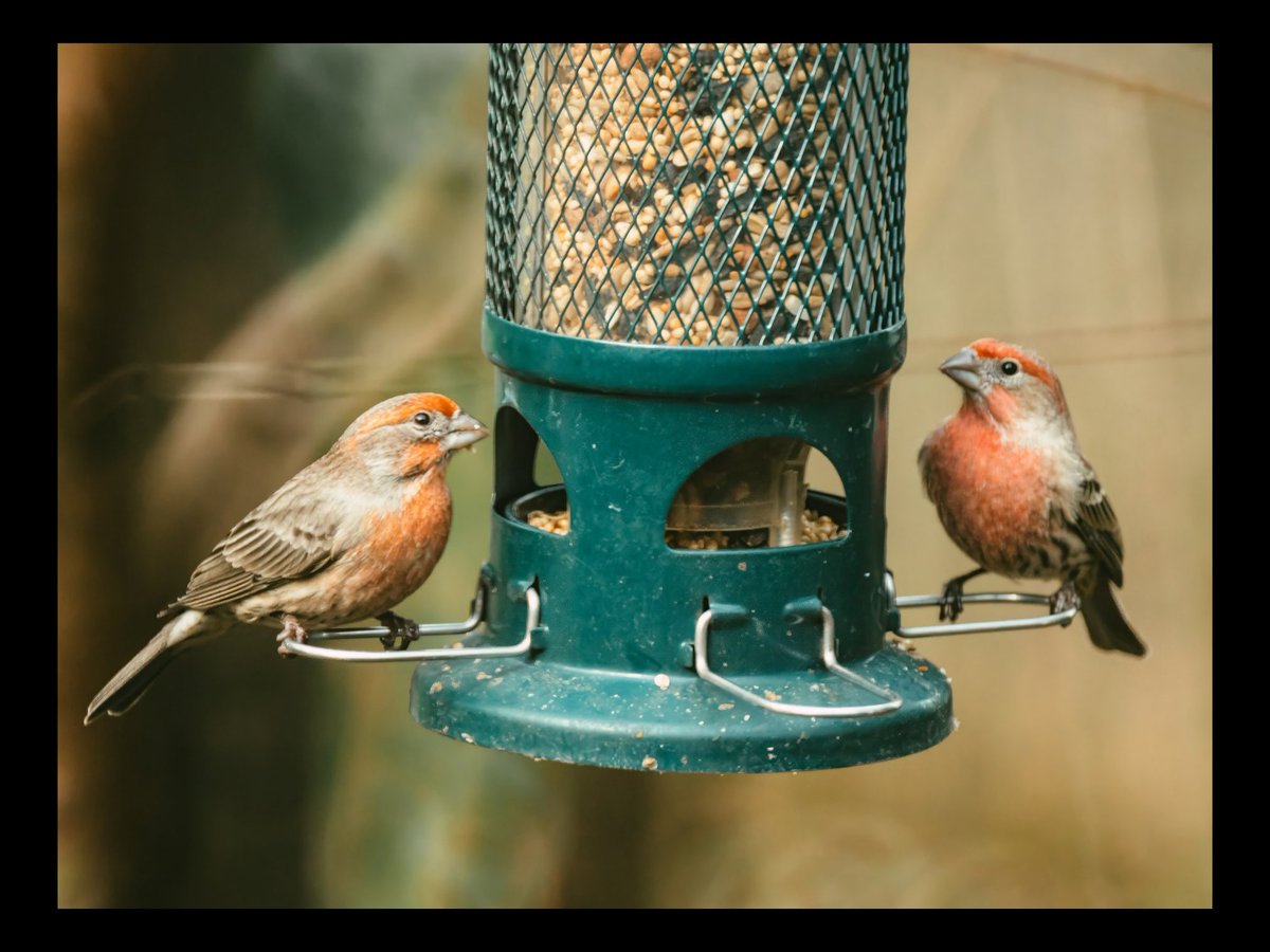 ModestOfThings's tweet photo. Breakfast, Lunch, Dinner 🍽️ 
•
•
#animal #animals #nature #pet #cute #wildlife #love #dog #pets #photography #cat #fish #plant #naturephotography #instagram #wildlifephotography #animalphotography #bird https://t.co/BQIeYgOGvY