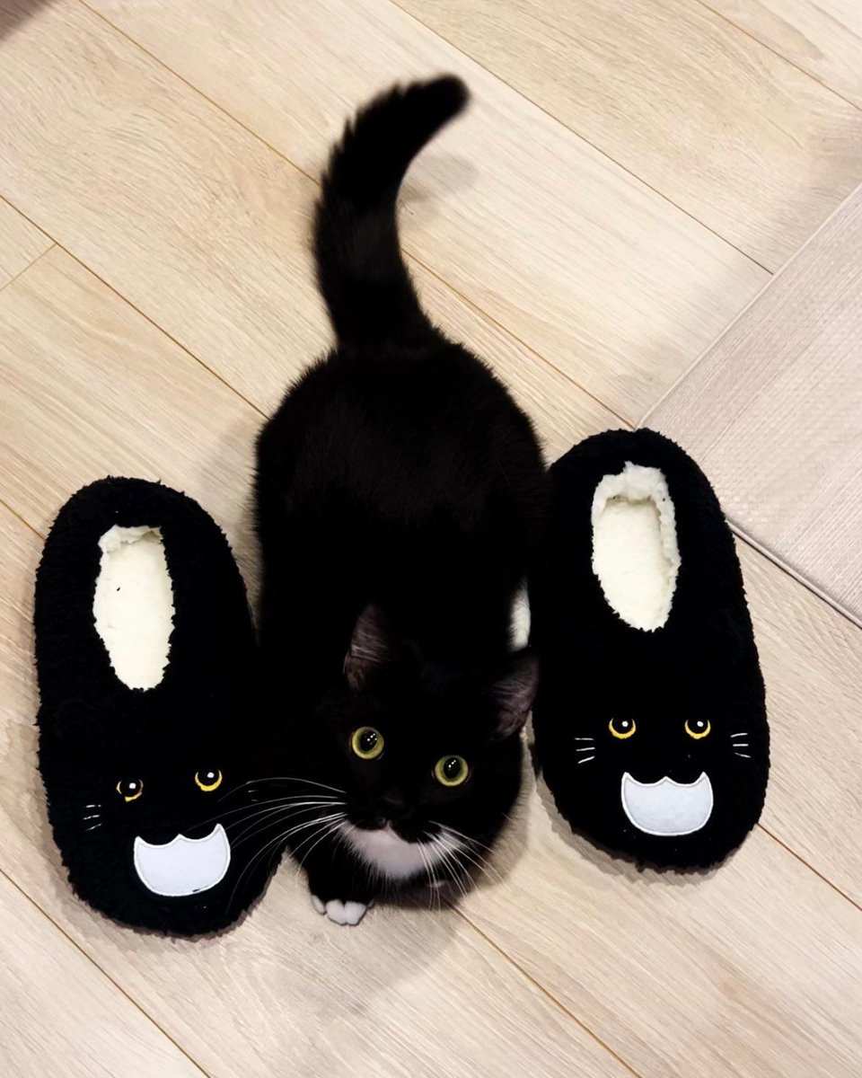 TheCatsX's tweet photo. https://t.co/SiwIYtqVyS