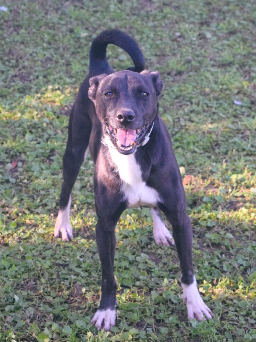 BRUS sigue sin encontrar familia, año tras año lo pedimos, pero su alma gemela no aparece. Y es un perrito tan bueno y cariñoso que no lo podemos entender. ¿Quieres ofrecerle un hogar?
Escríbenos!
contacto@megacan.org