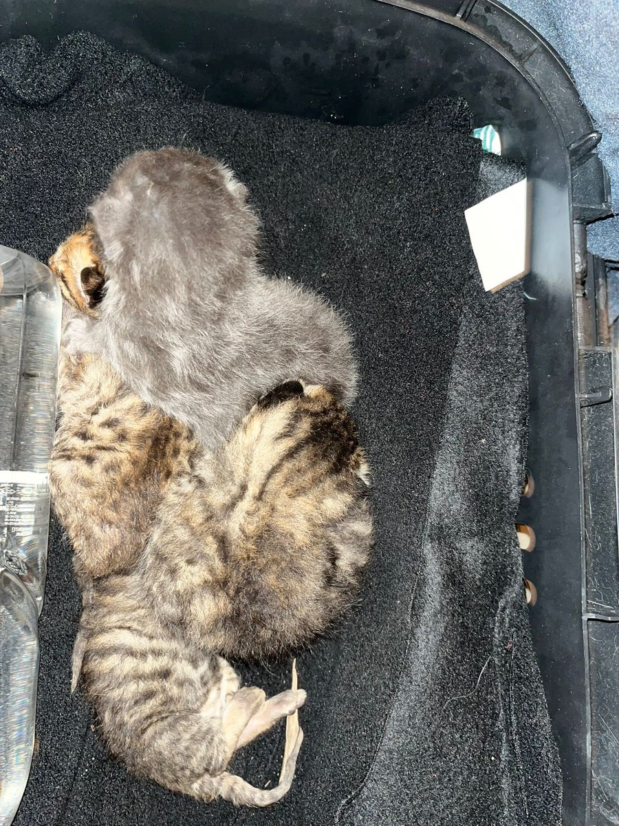 ÇOK ACİL‼️‼️‼️ ÇOK ACİL‼️‼️‼️
Hamsiköy Sütlaç Nef 22 evleri….
01:30a kadar açık..
Üç yavru kedi/biri ölmüş, üç günlükler,SÜT ANNE aranıyor..!!

0 (552) 062 76 96

<a href="/masum_gozler/">Masum Gözler</a>