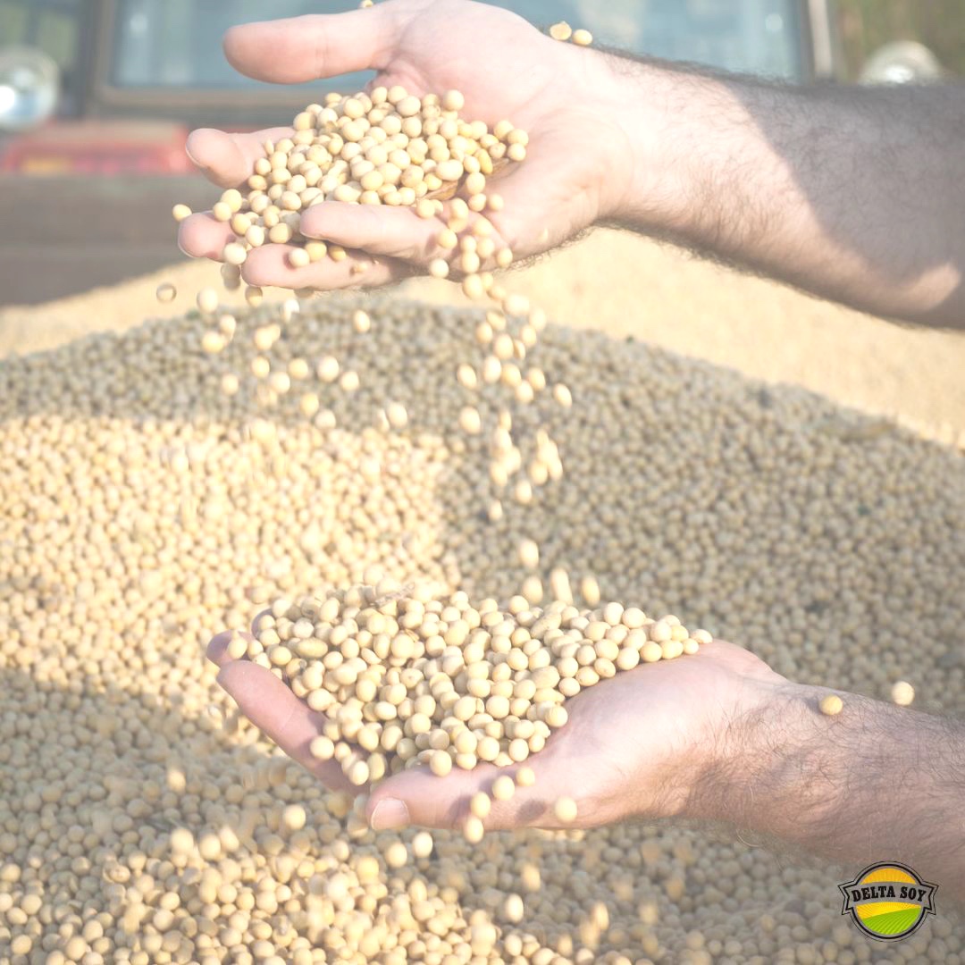 DeltaSoy's tweet image. Every bushel grown with Delta Soy meets the highest standards. We’re proud to provide premium soybeans that deliver value and reliability for every farmer. 🌱

#DeltaSoy #SoybeanQuality #PremiumProduct