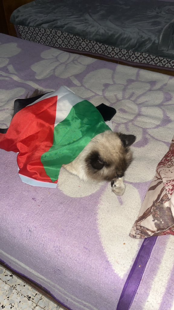 We repeat and reaffirm: Palestine was, will be, and will always remain free.🇵🇸🇵🇸

Free palestine🇵🇸