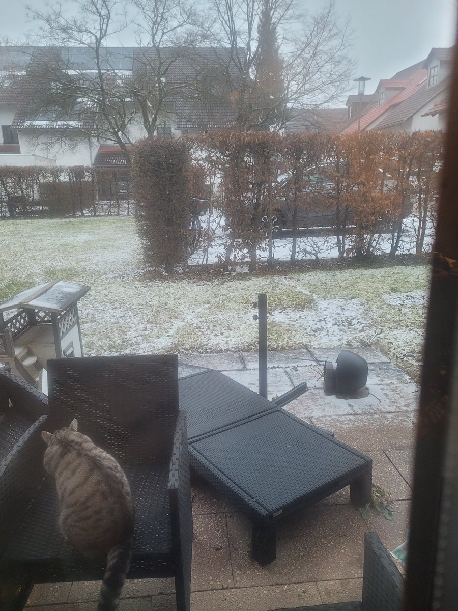 Dear friends, we have again that thing called snow 🥶🙀 I just ate  some treats from Mami, now I am cleaning myself and after that I will start a shift #Hedgewatch. A cat has to do, what a cat has to do 💪🏼 🐾Findus🐾 #FTeam