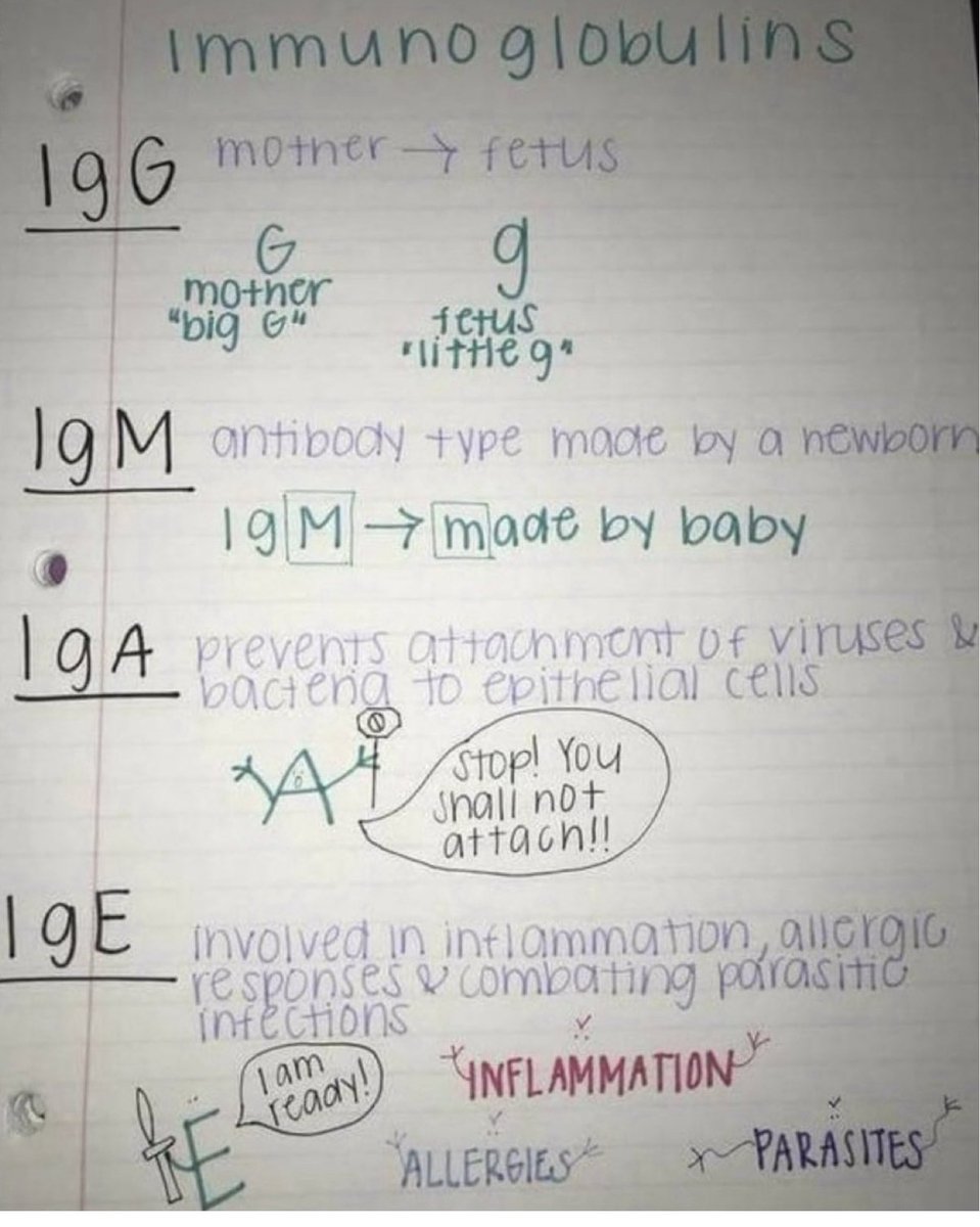 Antibodies