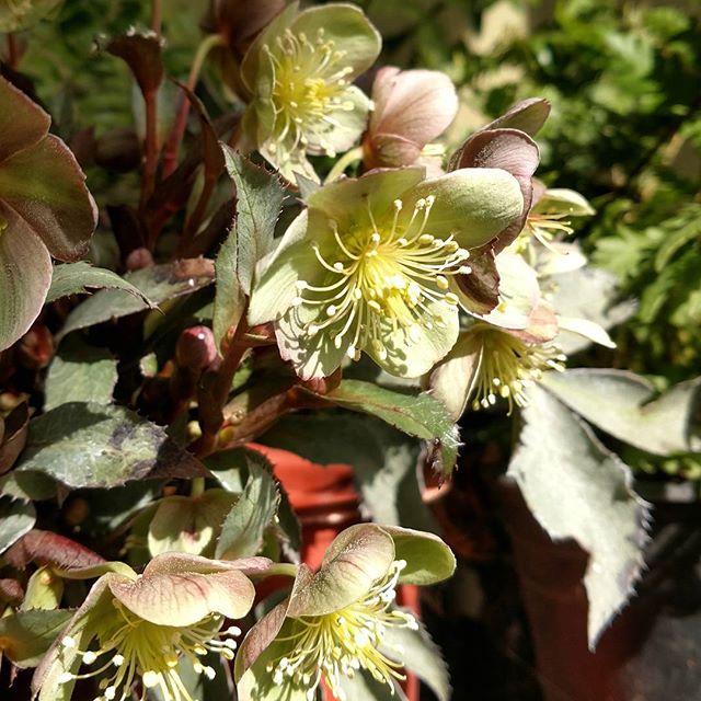 Laura Bassett tweet media