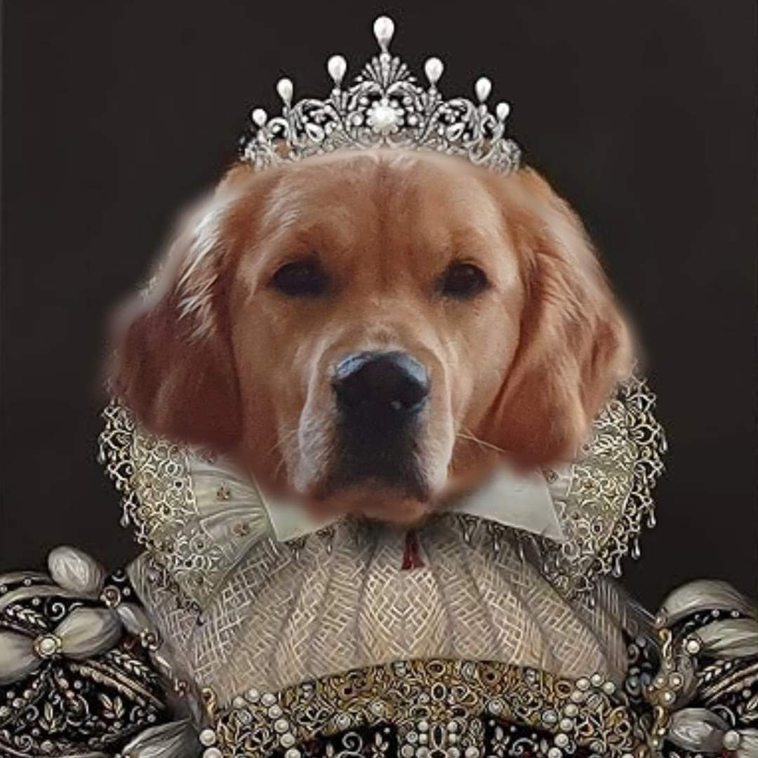 My sweet golden retriever bitch,  Gladys, in Queen mode 🙌👑💅🏻🏴󠁧󠁢󠁷󠁬󠁳󠁿
#goldenretrievers #slay #Queen