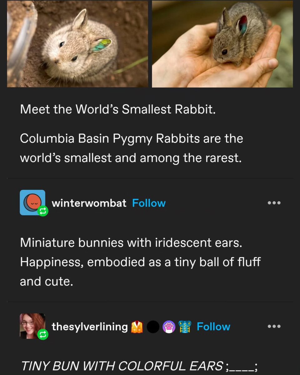 Bunnies tweet picture