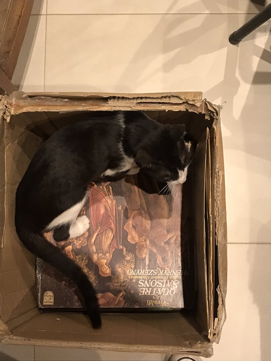 artlena_'s tweet photo. se metió en la caja de vinilos y si te acercas te ataca es un tarado lo amo https://t.co/d6oezgTF47