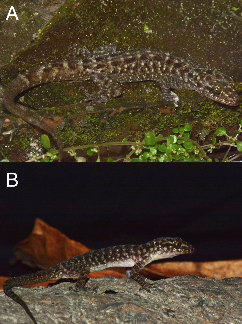 Herps in the News tweet media