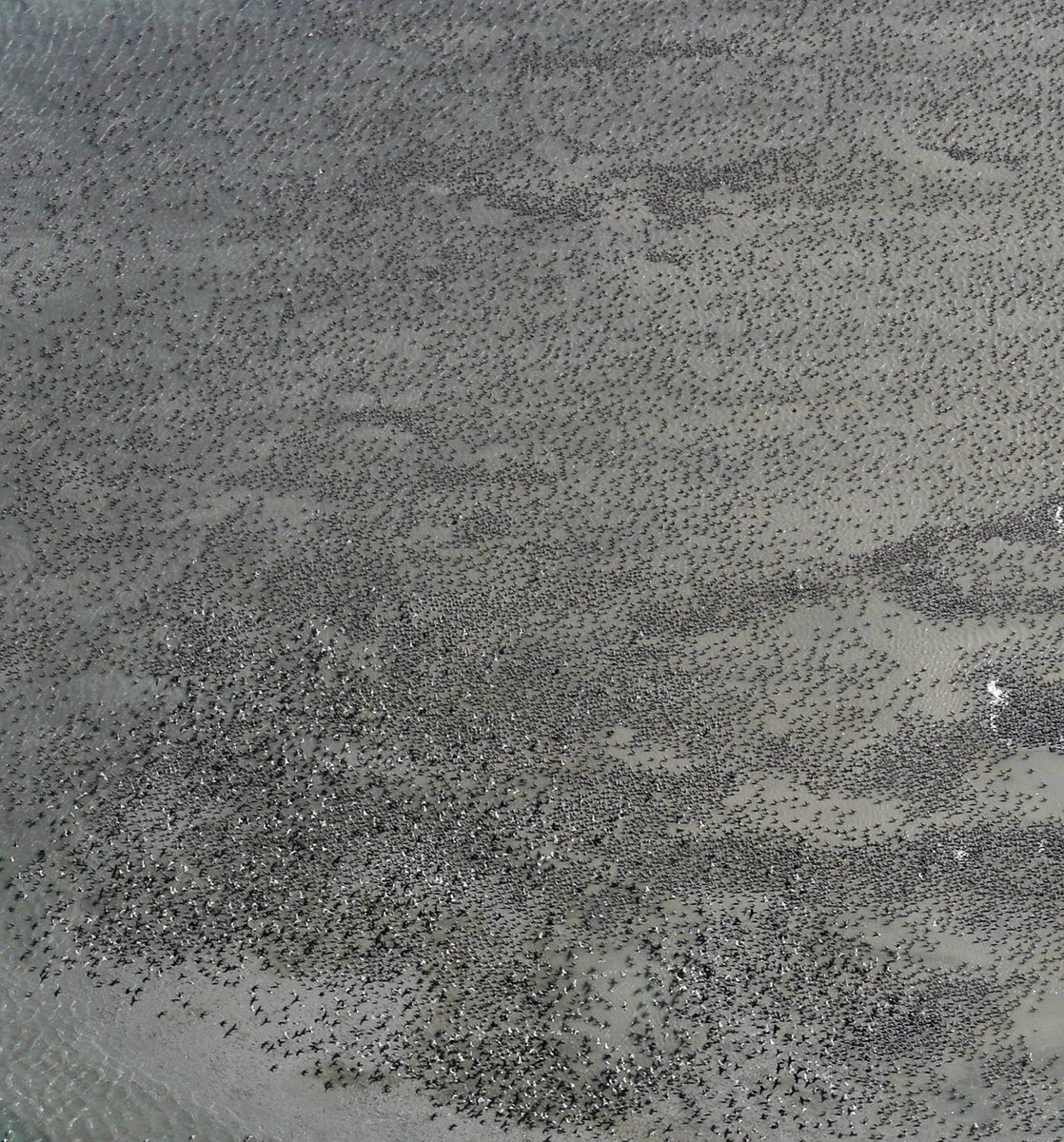 Hoy avanzamos en la realización del censo anual de aves playeras migratorias a cargo de R. Matus <a href="/rmatusn/">Ricardo Matus</a>, H. Norambuena <a href="/HvNorambuena/">Heraldo V. Norambuena</a> y A. Larrea. Además, nos acompañó Alberto Vera, Director de Medio Ambiente y Asuntos Ganaderos ENAP #Magallanes 👏👏👏

¡Este 2025 vamos con todo