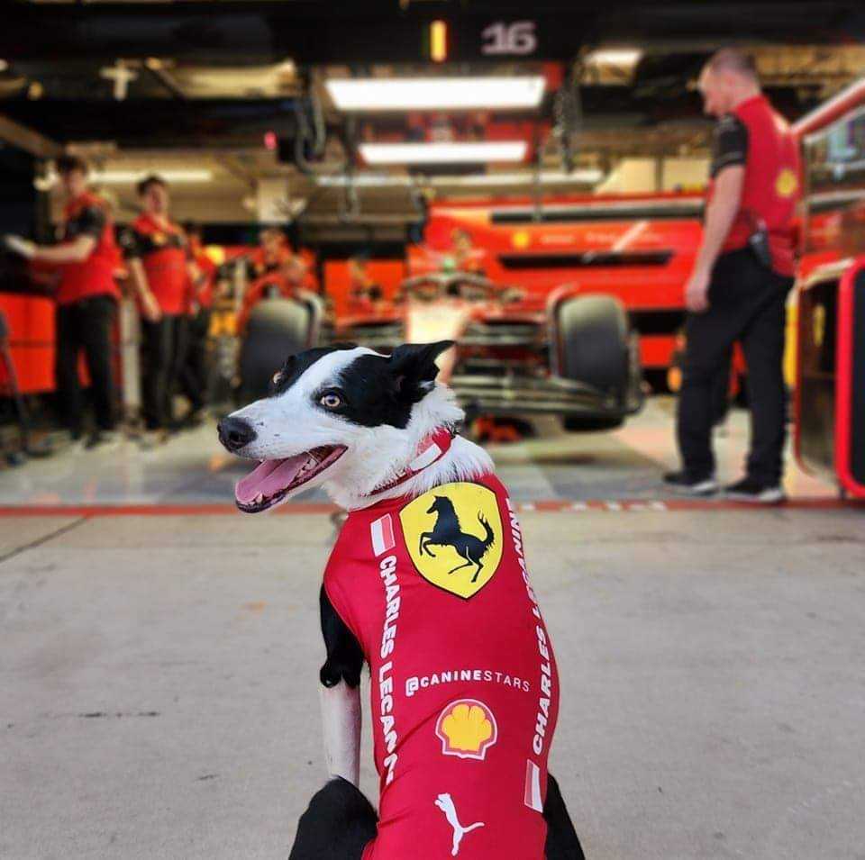 The Canine Stars tweet media