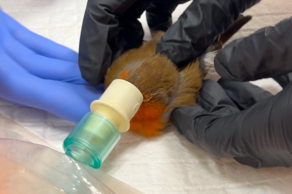 Brian May's Save Me Trust tweet media