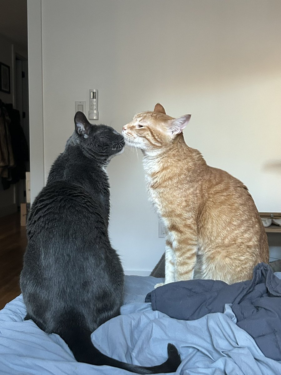 4G0ND0R's tweet photo. Mini and Maedhros getting along for once 🥹 https://t.co/idhE0aUMYY