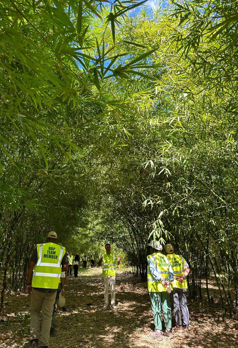 bamboobp's tweet photo. Explore the fascinating world of #bamboo! Learn how rhizomatic growth contributes to its resilience and #sustainability in our article⤵️
🔗https://t.co/vZNVdfUJTl https://t.co/VYncew3wNu