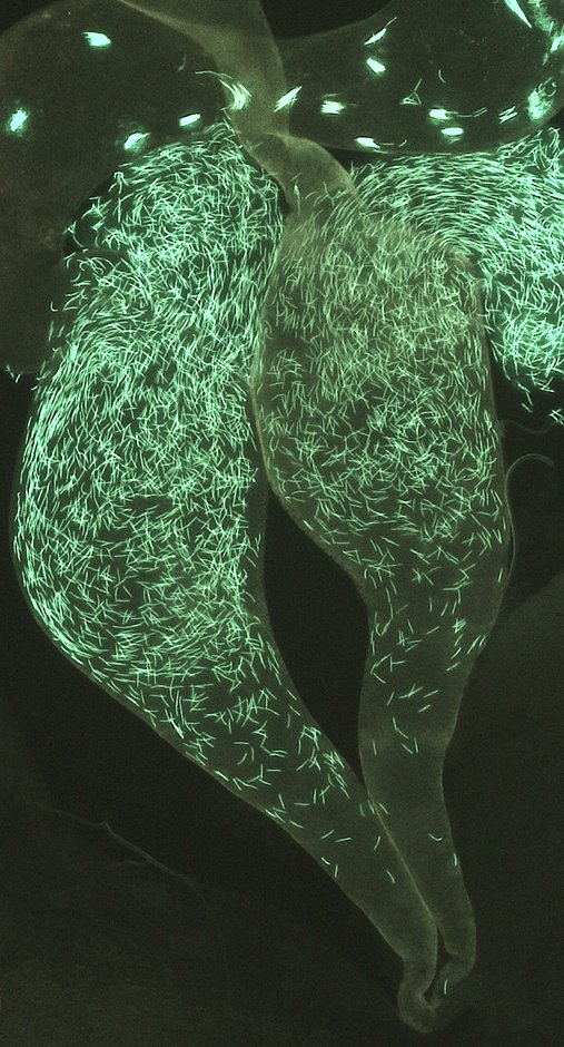 Evolution Letters (@evolletters) on Twitter photo Why is an old male reproductively doomed to fail? Is it poor sperm and seminal fluid, or do females not like him and his ejaculate?
doi.org/10.1093/evlett…
Now in <a href="/EvolLetters/">Evolution Letters</a> by @Krish_Sangvi, <a href="/sam_gascoigne/">Sam Gascoigne</a>, <a href="/TaraLynC/">Dr Tara-Lyn Camilleri</a>, <a href="/iremsepil/">İrem Sepil</a>, et al.
Image: Krish Sangvi & Martin Jahn Why is an old male reproductively doomed to fail? Is it poor sperm and seminal fluid, or do females not like him and his ejaculate?
doi.org/10.1093/evlett…
Now in <a href="/EvolLetters/">Evolution Letters</a> by @Krish_Sangvi, <a href="/sam_gascoigne/">Sam Gascoigne</a>, <a href="/TaraLynC/">Dr Tara-Lyn Camilleri</a>, <a href="/iremsepil/">İrem Sepil</a>, et al.
Image: Krish Sangvi & Martin Jahn