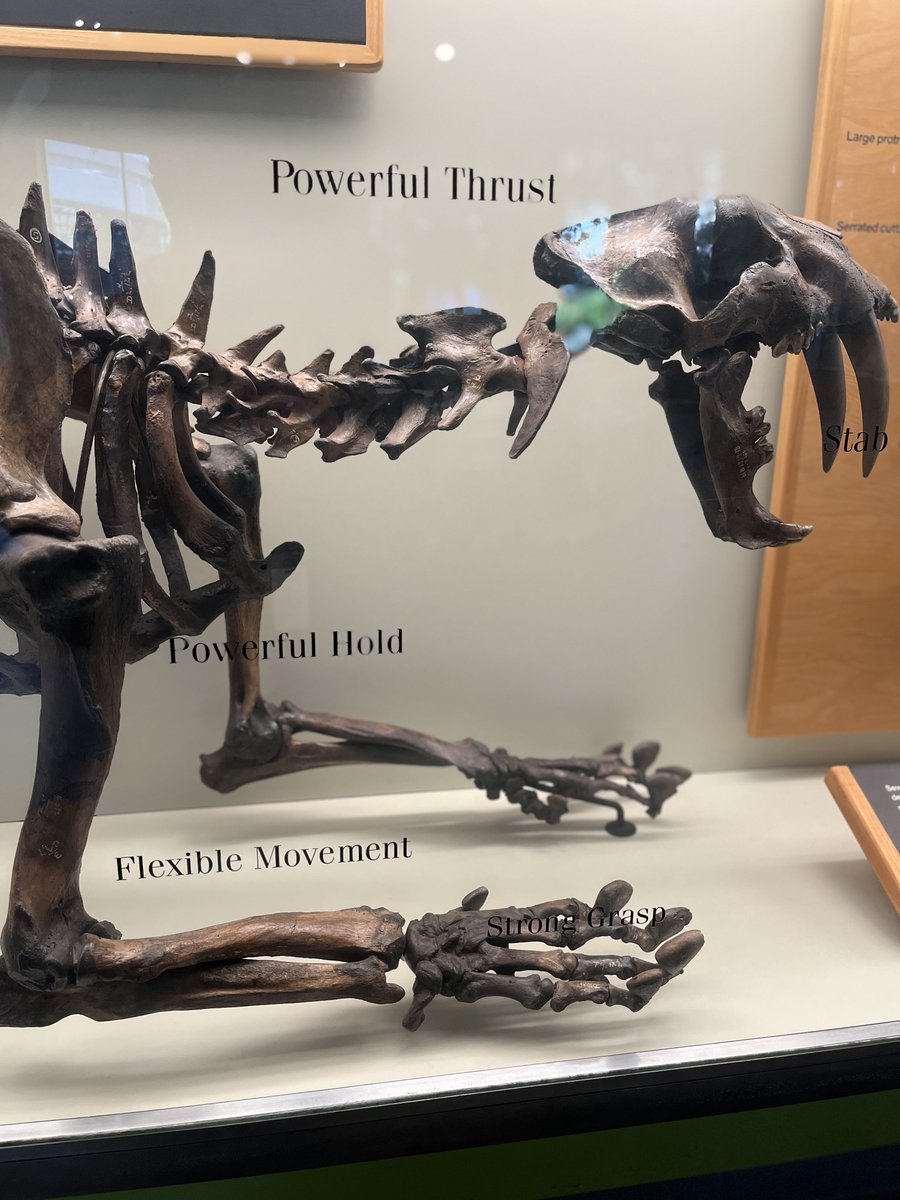 SUE the T. rex tweet media