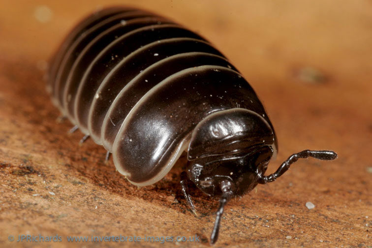Word of the day: collum; Latin for neck and especially for the first large body segment behind the head of a millipede, which lacks legs. Aptly illustrated by this photo of the pill millipede Glomeris marginata filched from the ⁦<a href="/britishmigroup/">BMIG</a>⁩ website.