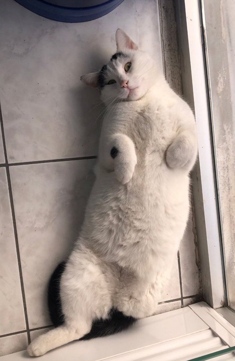 Üç patili  kısır dişi . Bir eczanenin önünde bakılıyor. Engelli bir can cadde kenarında ,sokakta olmamalı. 
Olmayan patisi olur musunuz bu prenses kızın? 💖
İstanbul

@busranuraydiin