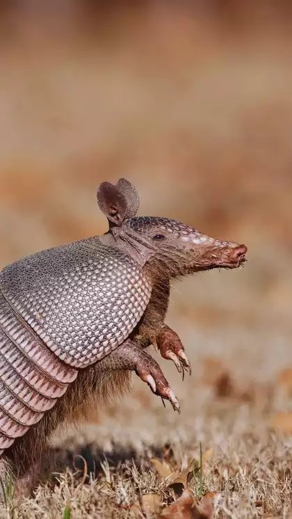 chunkysoup22's tweet photo. @catmunches The noble armadillo https://t.co/cA8zH4dYq4