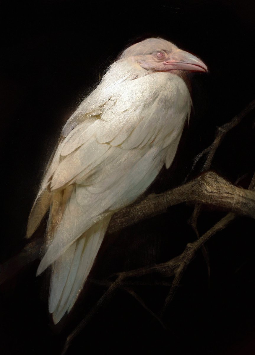 White Raven by Betty Jiang