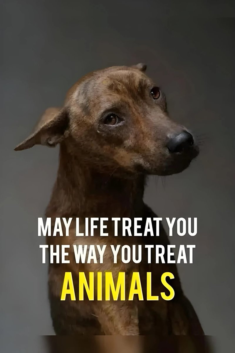 𝕏 Dogs (@_xdogs) on Twitter photo 