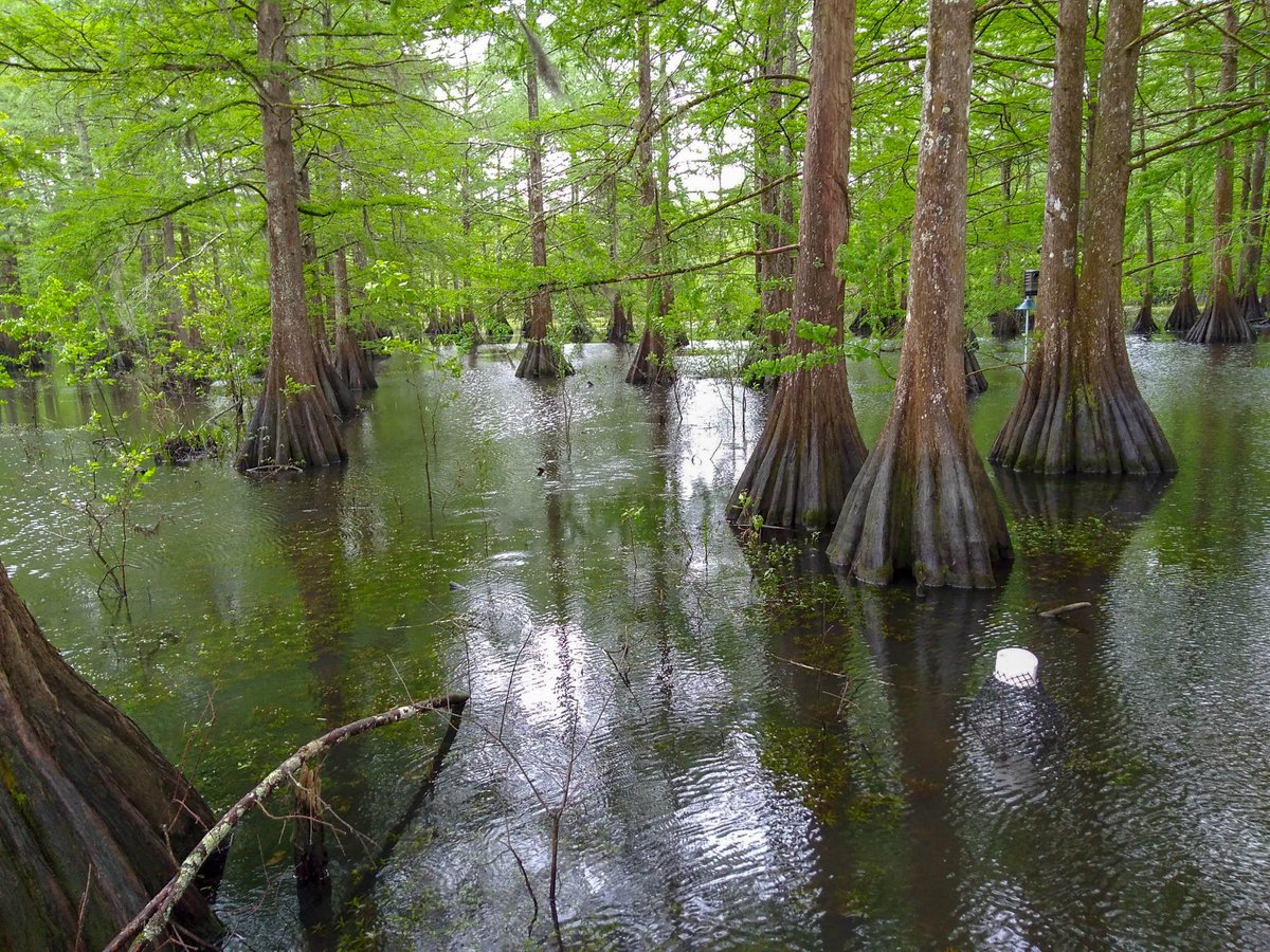 Congratulations to <a href="/texasforestry/">Texas Forestry Assoc</a> and <a href="/TXForestService/">Texas A&M Forest Service</a> on winning the Blue Legacy Award for Commitment for spending 35 years continually improving water protection for 19,000 miles of wetlands, streams, and rivers in Texas. #WaterforTX2025