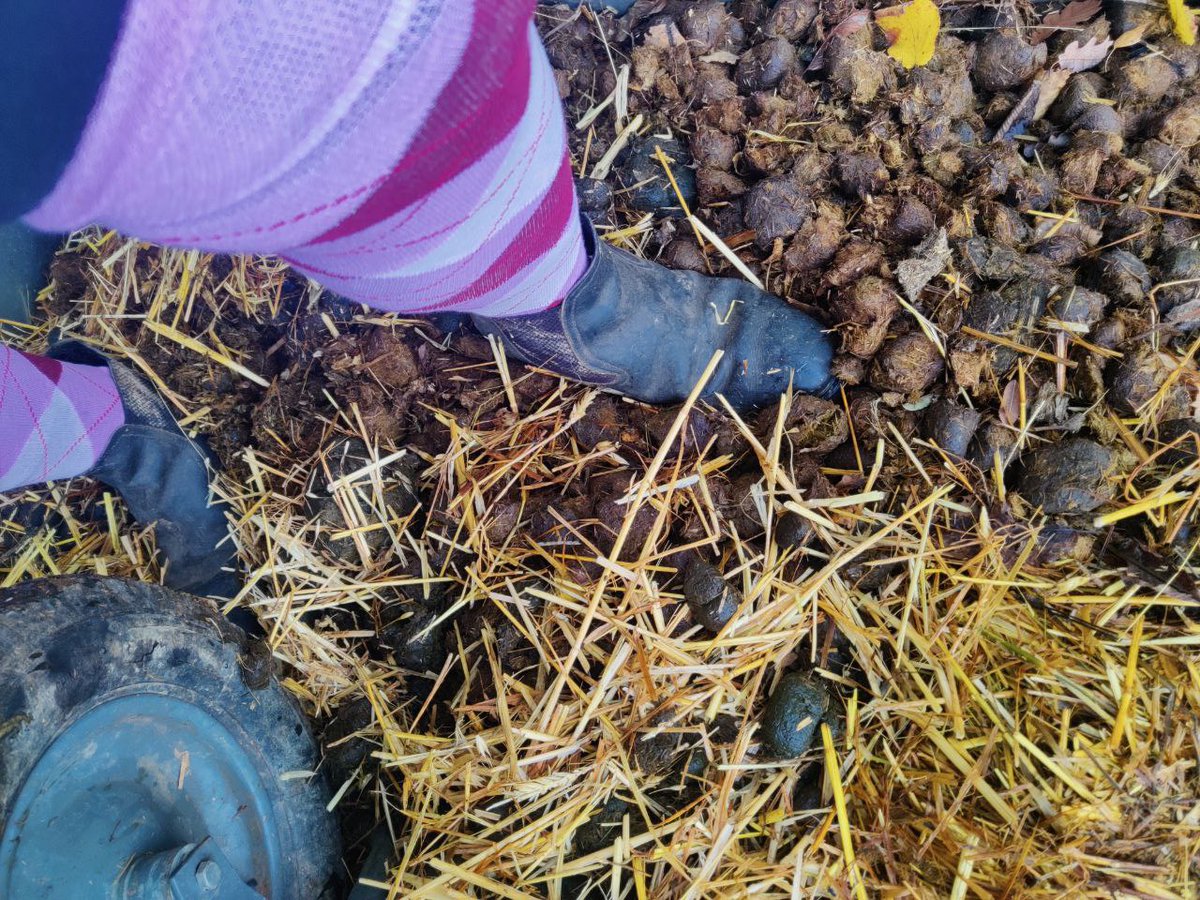 Reiterin2000's tweet photo. Wer hilft mir bei der Stallarbeit und beim säubern meiner Schuhe? Los los...komm...sauber lecken... #stallschuhe #stall #reitstall #pferde #shit #horseshit #stallbursche #scat #horsescat #shoelicking #reiterin https://t.co/X3MemiUXwd