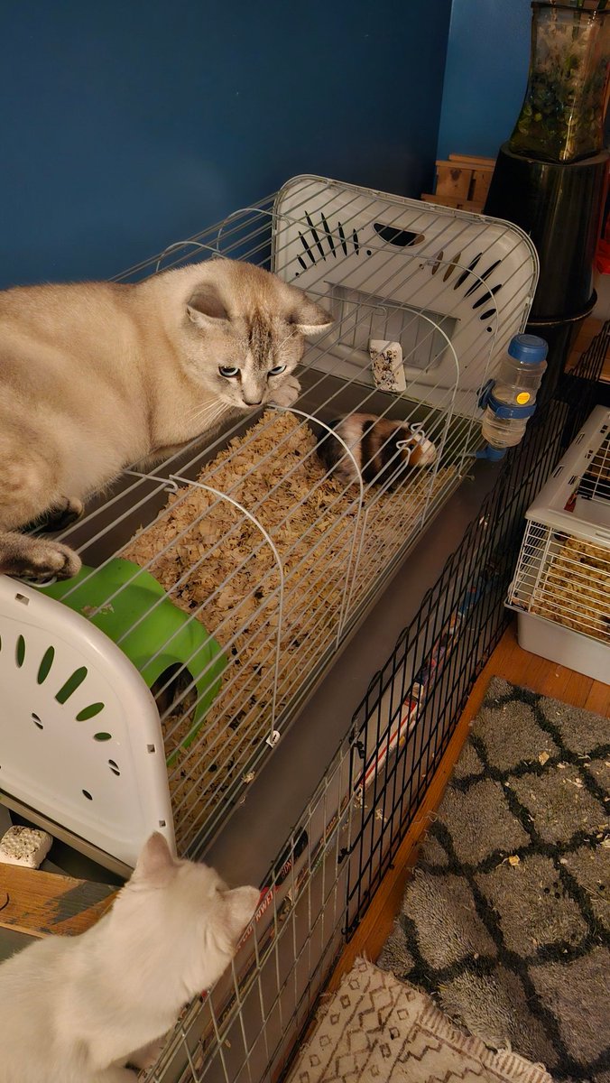 Ponchik is up to something again. 🐾😼