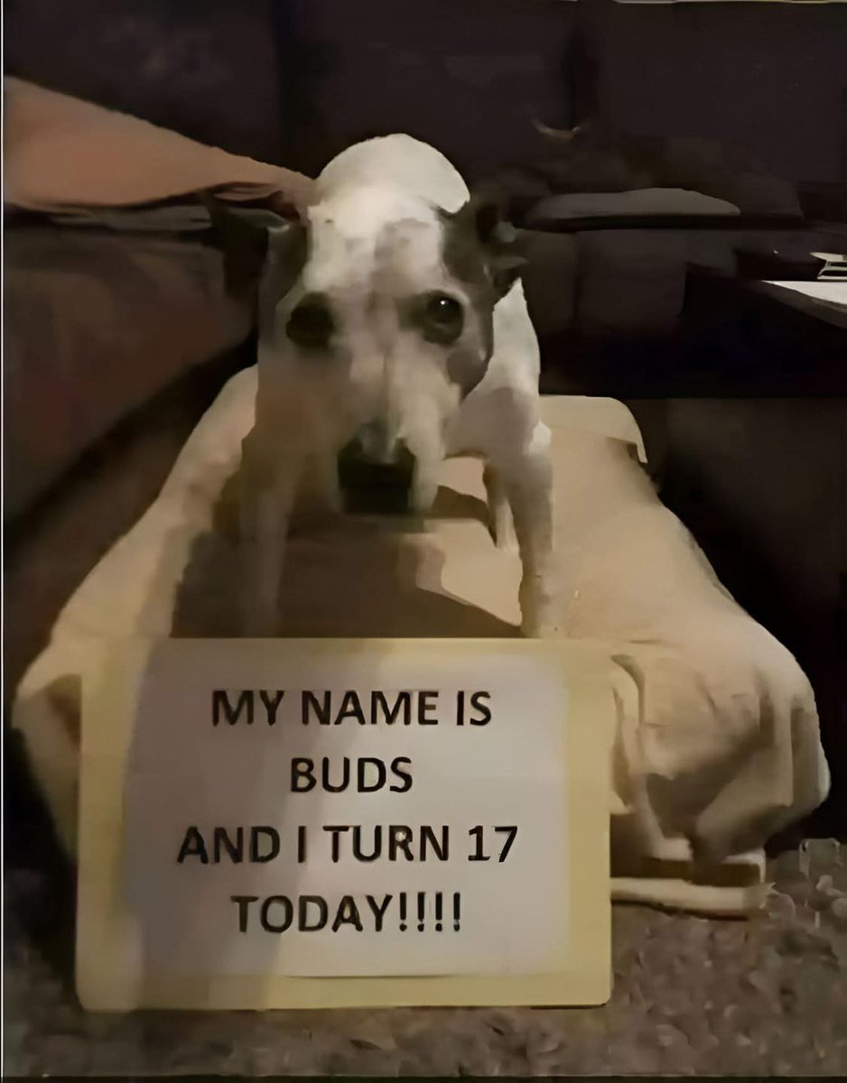 Beyond The Leash tweet media