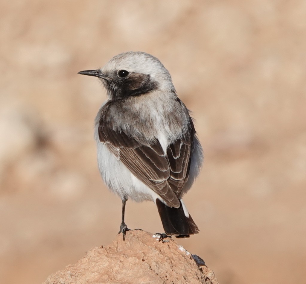 Martin Pitt tweet media