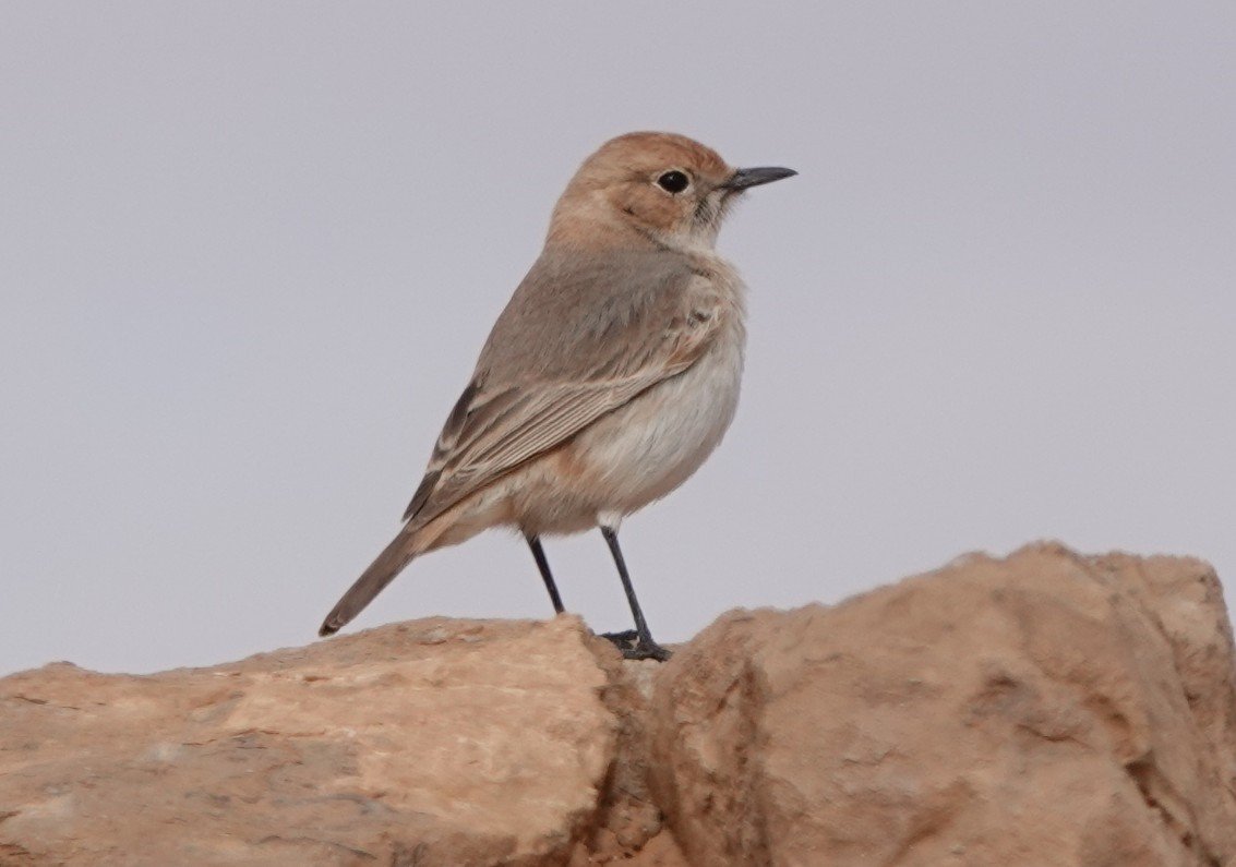 Martin Pitt tweet media