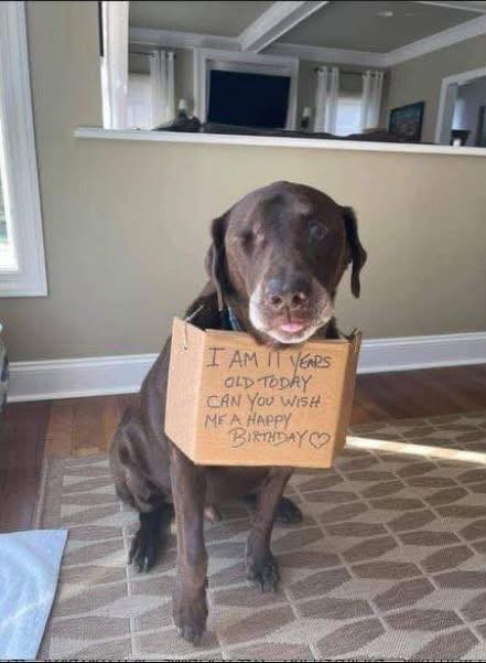 𝕏 Dogs tweet media