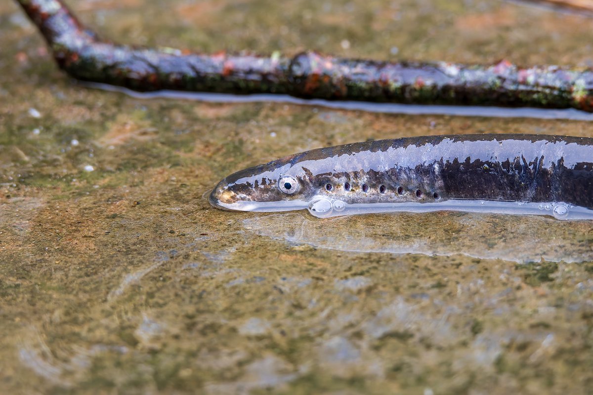 Selected photos of River Lampreys (Lampetra fluviatilis) running during the day yesterday at Annacotty Weir on the River Mulkear, Co. Limerick. Such daytime activity is unusual and leaves the lampreys highly vulnerable to predation and bait poaching. The run also coincided with a
